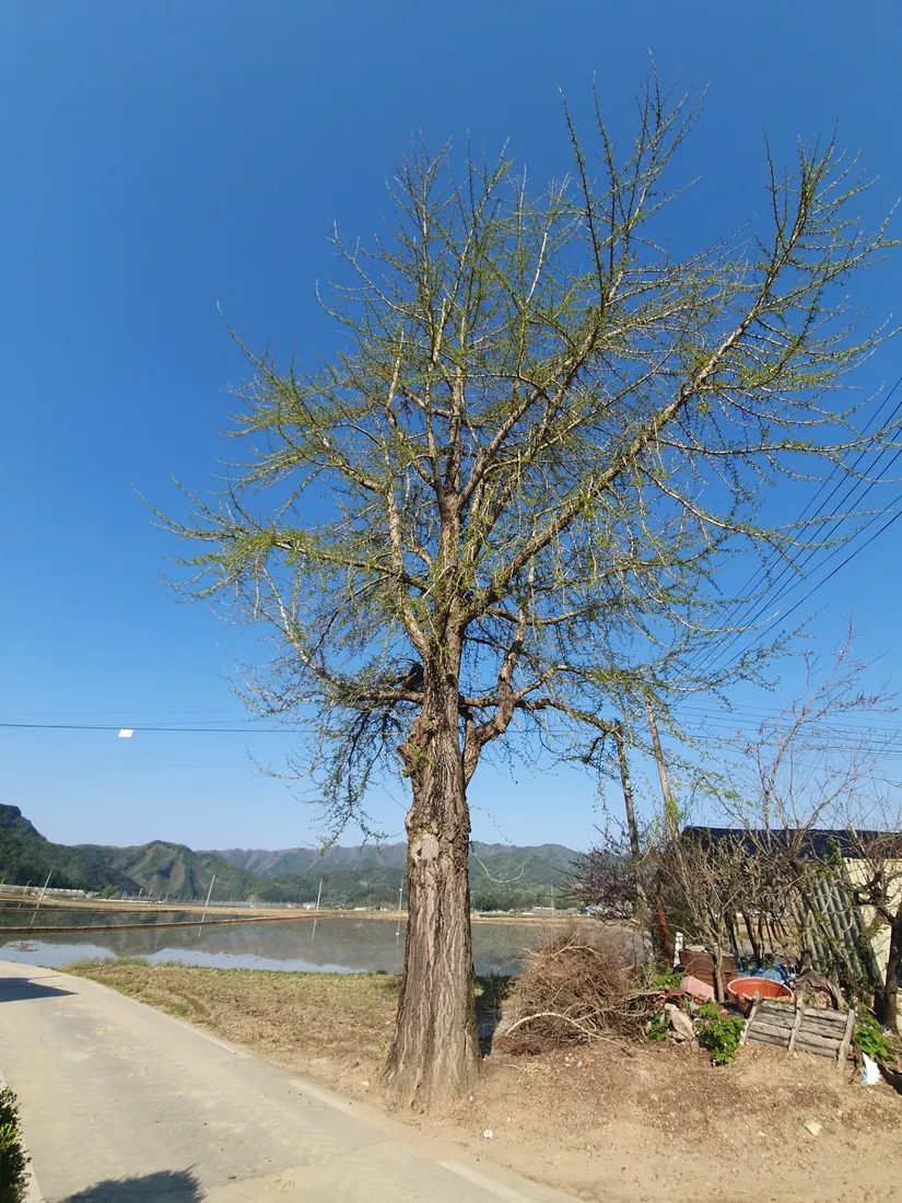 벌목 작업 대상 고목과 주변 도로 현장
