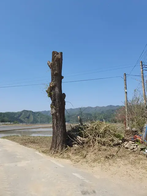 고목 벌목, 밑동 절단 - 작업 후