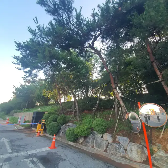 도로변 소나무 가지 정리 - 작업 전