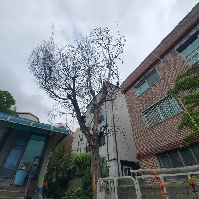 고목 제거 후 부지 정리 - 작업 전